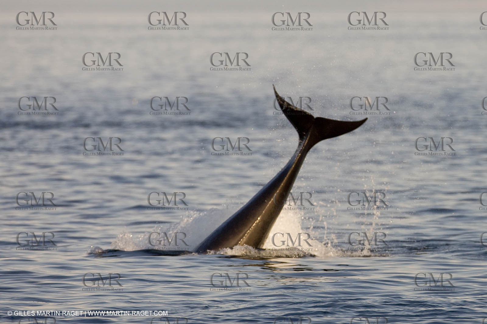 Marine animals