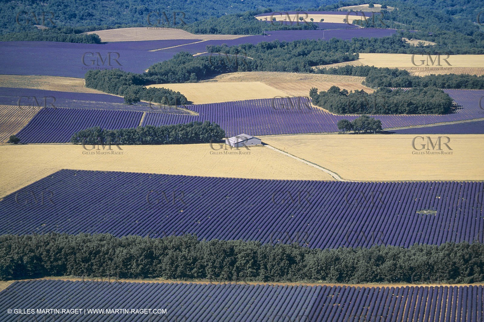 France, Provence, Higher Provence, Valensole Plateau, Lavender
