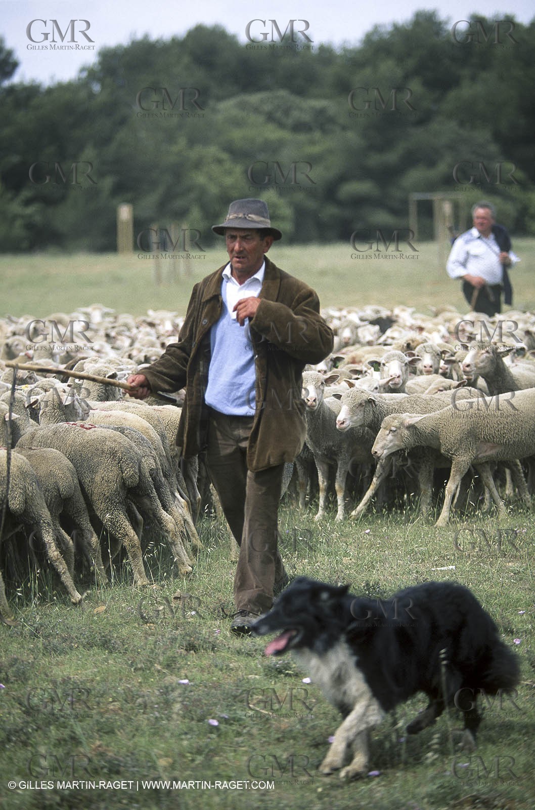 Saint Rémy de Provence (FRA,13) - Sheep stocks migration Fest
