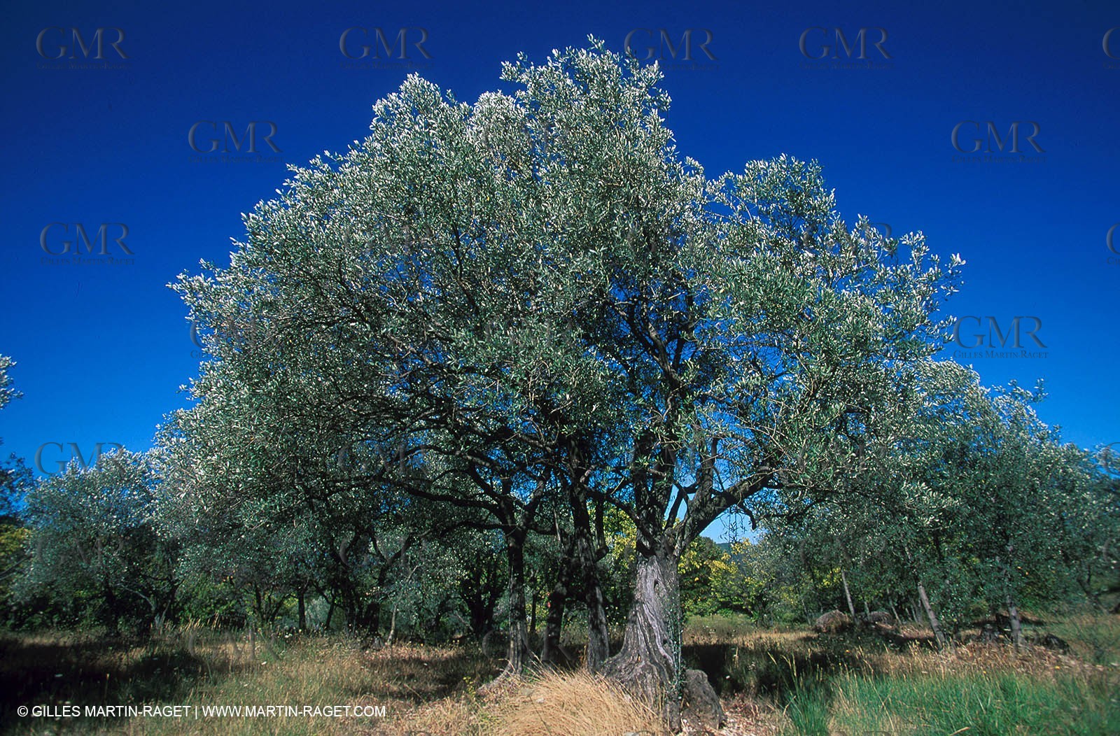 Olive tree