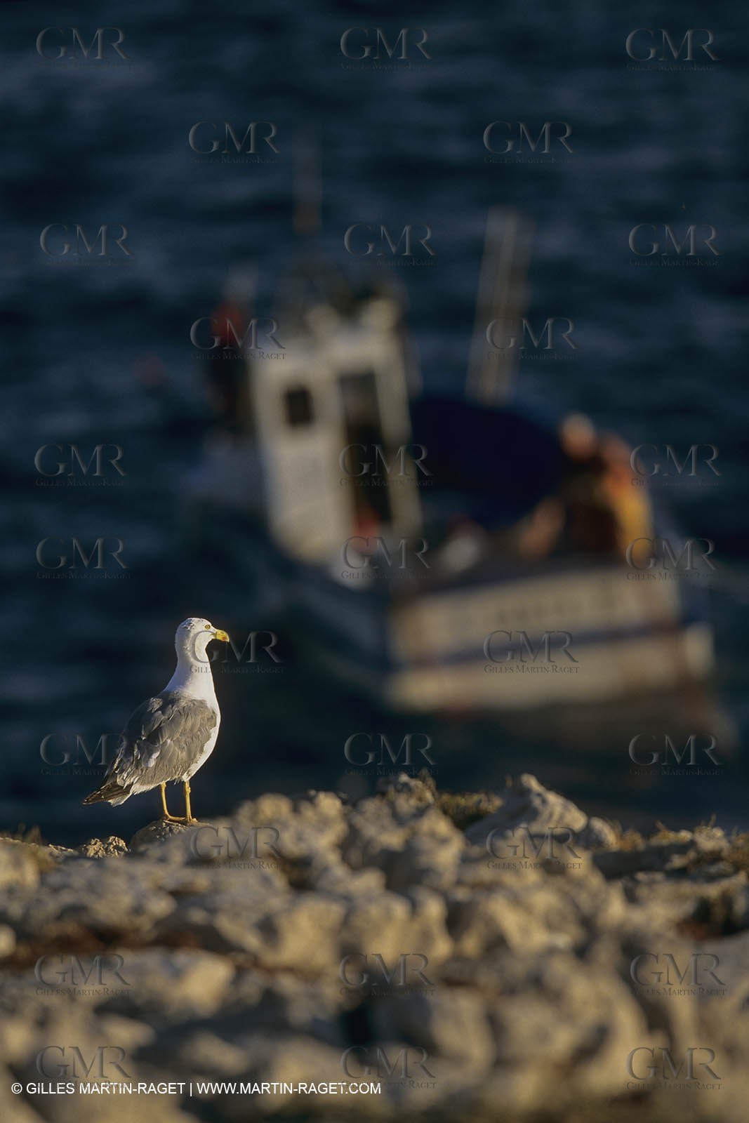 France, Provence, Pêche , Barques, pointus, pêche locale