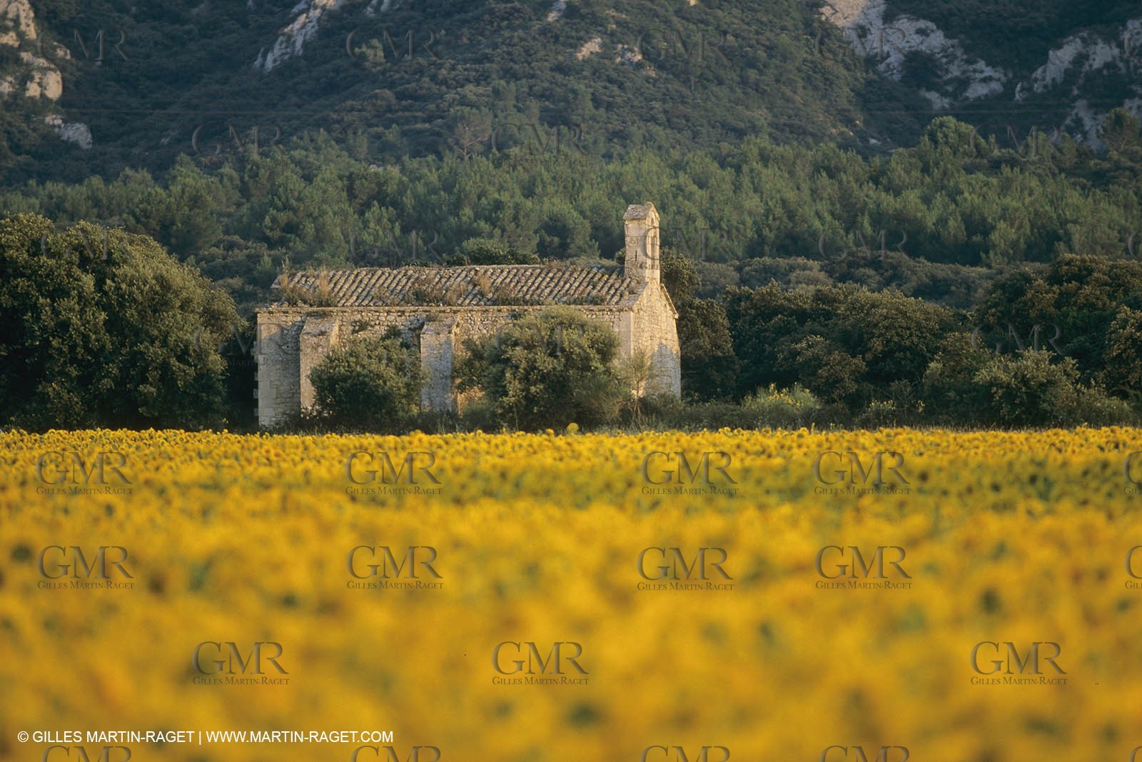 France, Provence, Champs de tournesols
