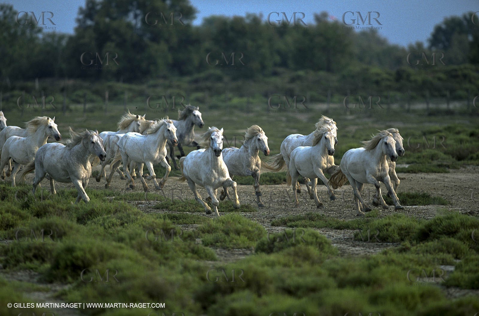 Les Saintes Maries de la mer (FRA,13) - Camargue horses