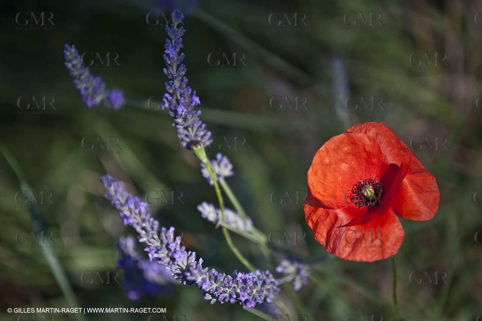 27 06 2011 - Valensole (FRA, 04) - Lavander fields