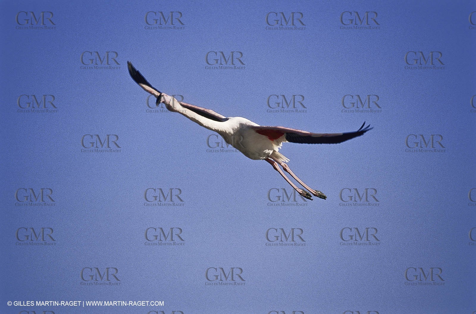 Camargue (FRA,13) - Flamingos in the Camargue