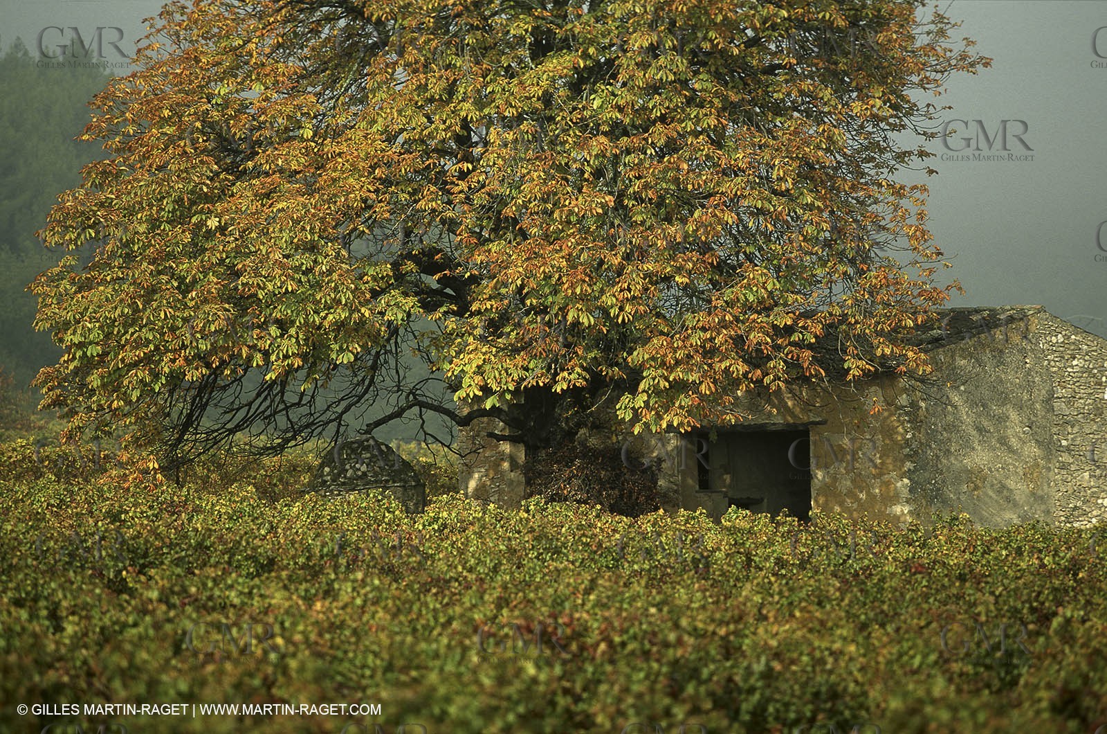 Luberon (FRA,84), Fall colors