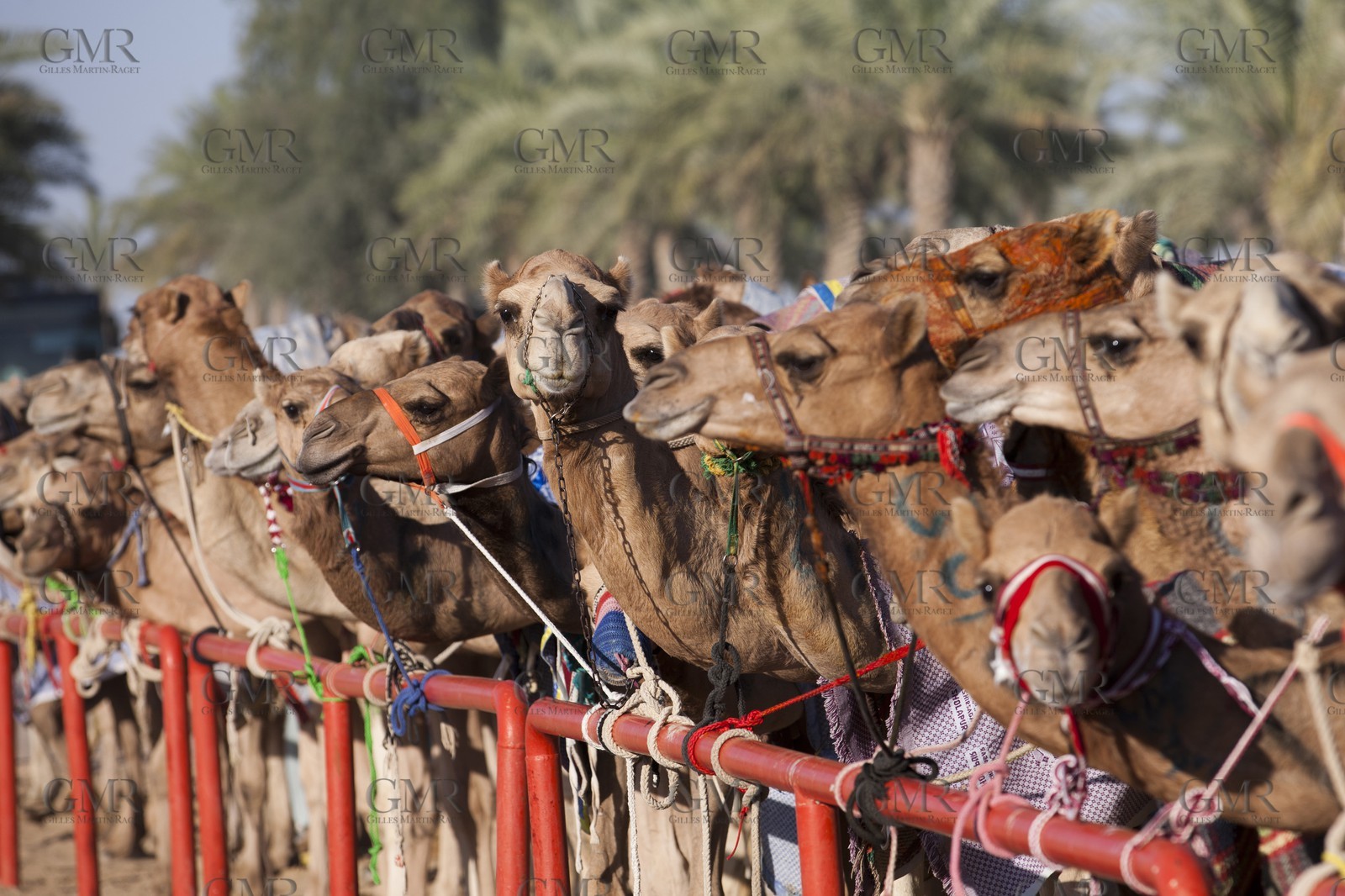 20 11 2010 - Dubai (UAE) - Camel races