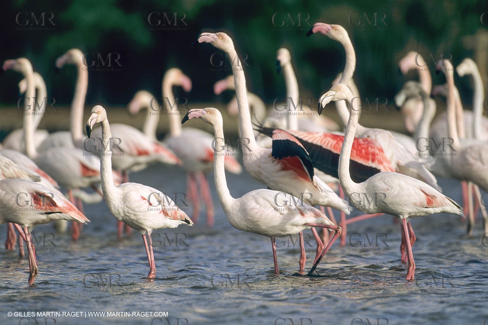 France, Provence, Camargue, Birds, Flamants, flamingos