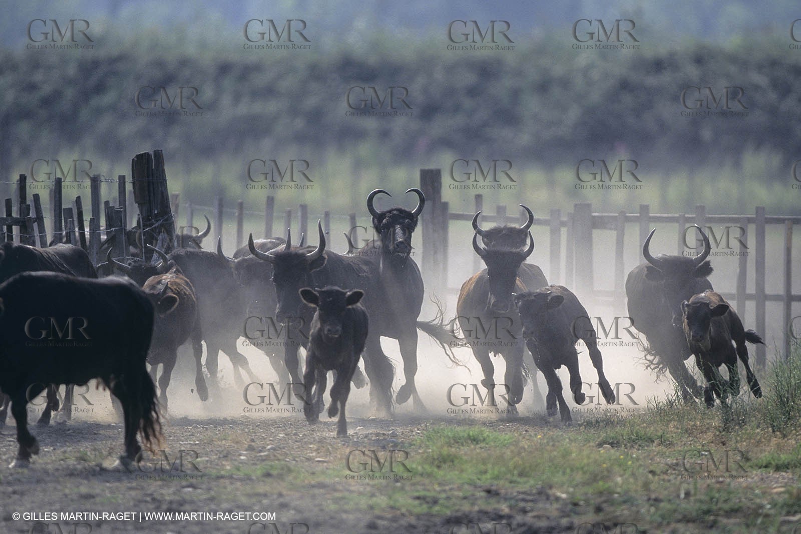 France, Provence, Camarggue, Taureaux de Camargue, bulls