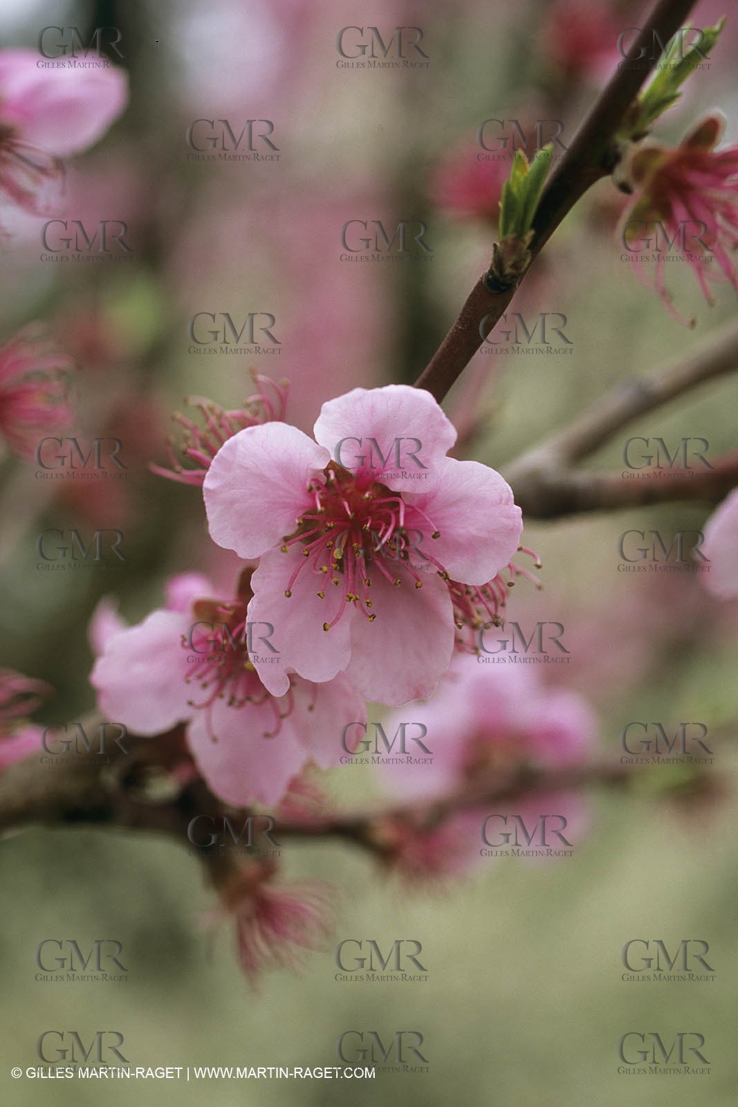 France, Provence, Arbres fruitiers en fleur   Spring bloom
