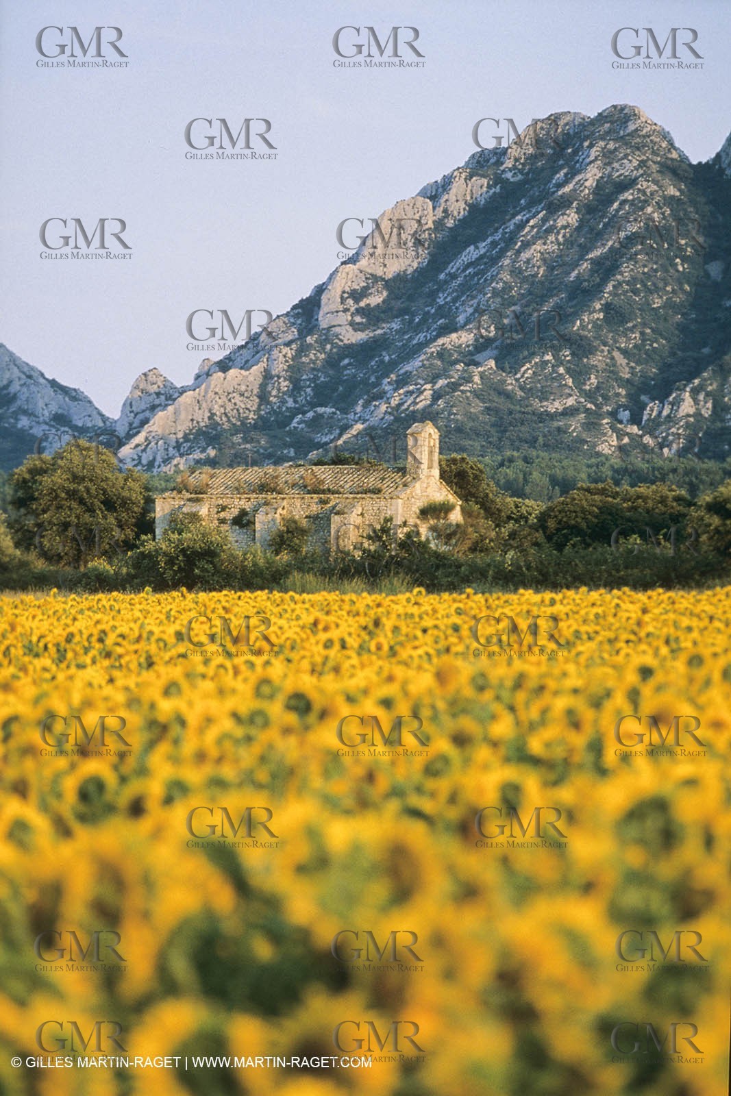 France, Provence, Champs de tournesols