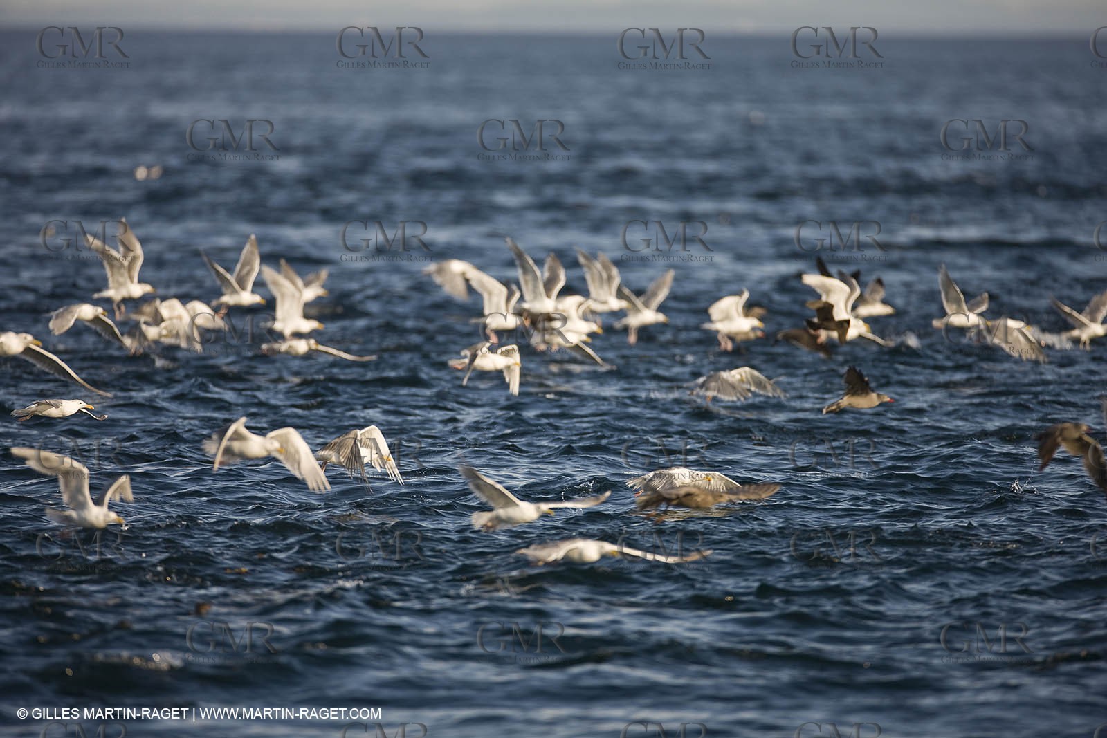 Marine animals