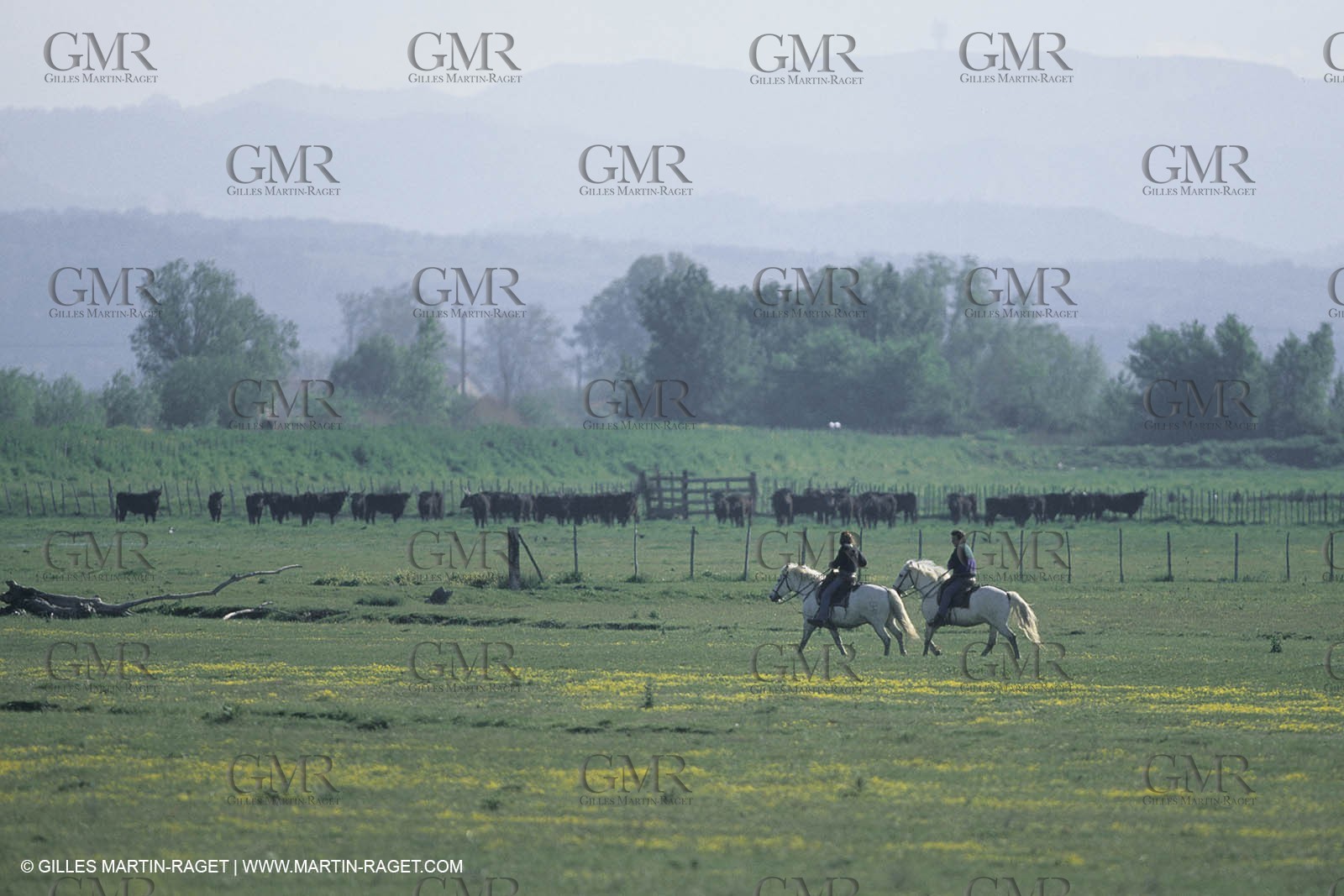France, Provence, Camargue, Gardians de Camargue, métier, fêtes, élevage, tri
