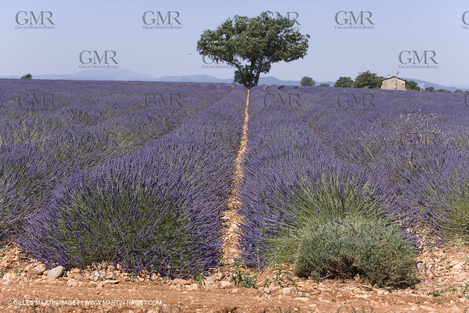 13 08 2007 - Valensole (04) - lavender fields on Valensole plateau