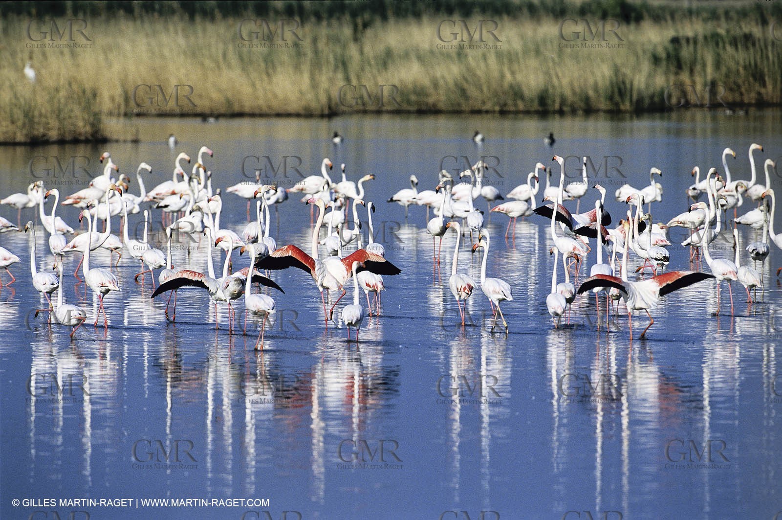Camargue (FRA,13) - Flamingos in the Camargue