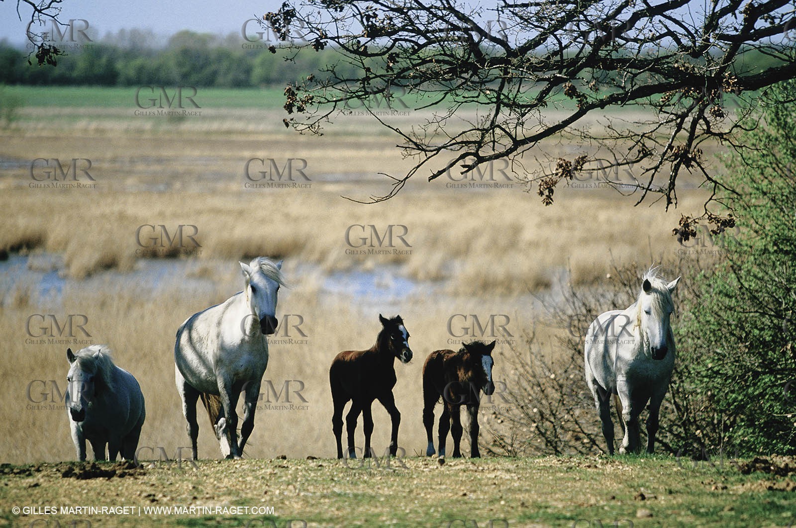 2000-2010- Arles - Les Saintes Maries de la mer (FRA,13) - Camargue horses