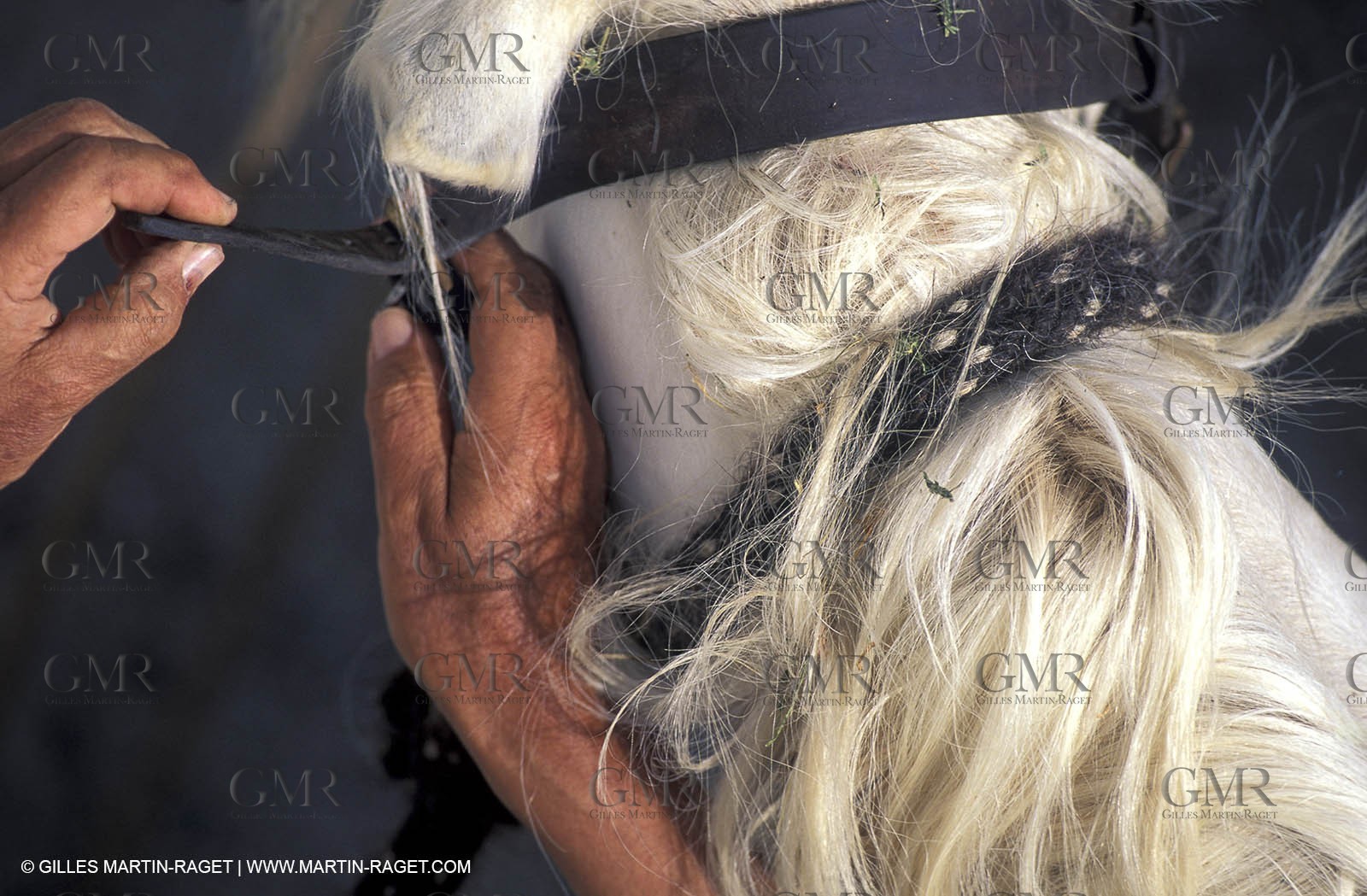 Arles - Camargue gardians (cow boys) at work
