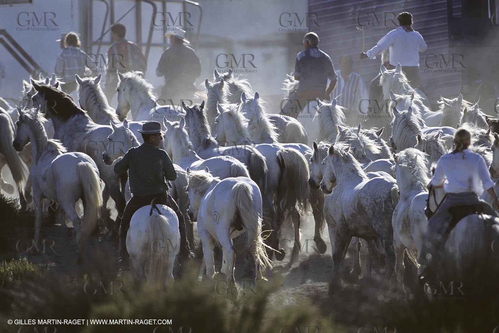 Les Saintes Maries de la mer (FRA,13) - Camargue horses