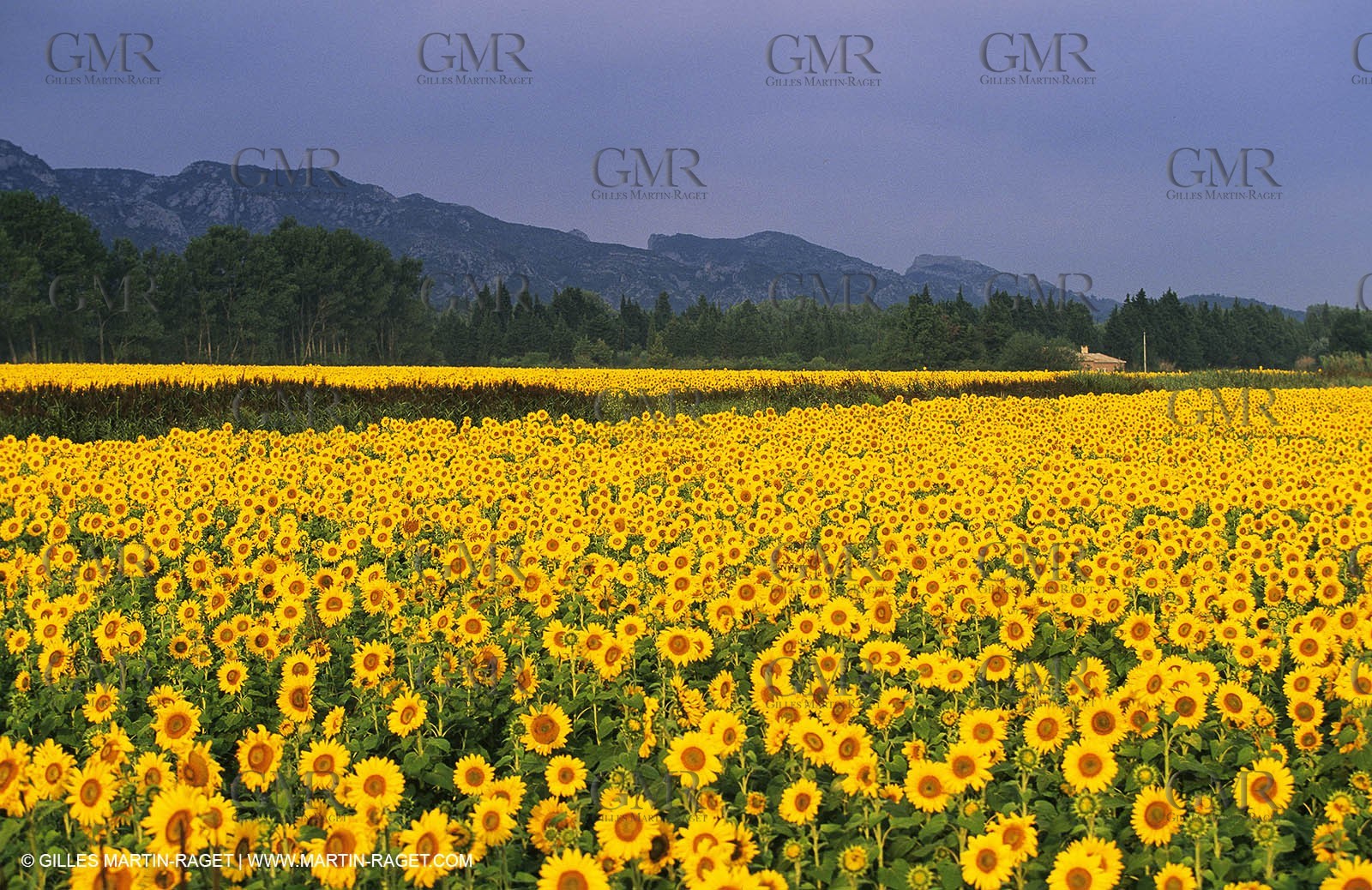 Alpilles (FRA,13) - Sunflower fields