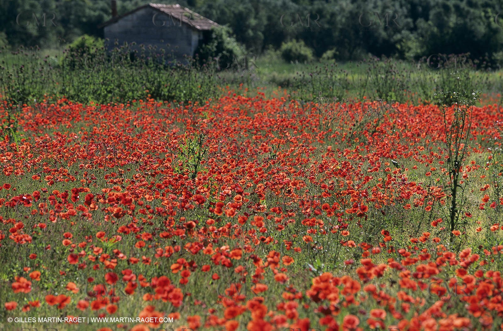 2000-2010- Les Alpilles (FRA,13) - Poppy fields