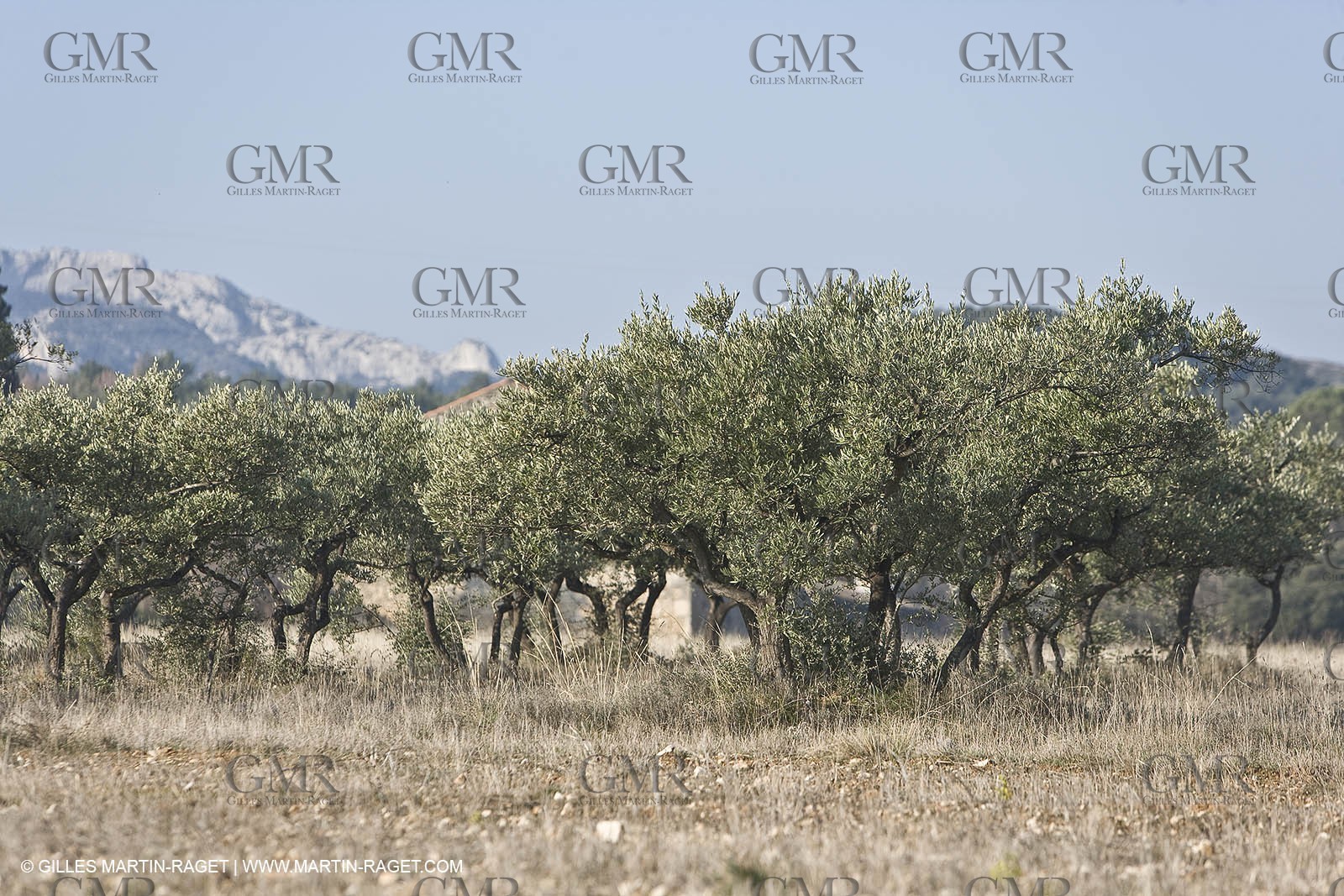 16 02 2008 - Saint Rémy de Provence (FRA, 13) - Alpilles hills landscapes