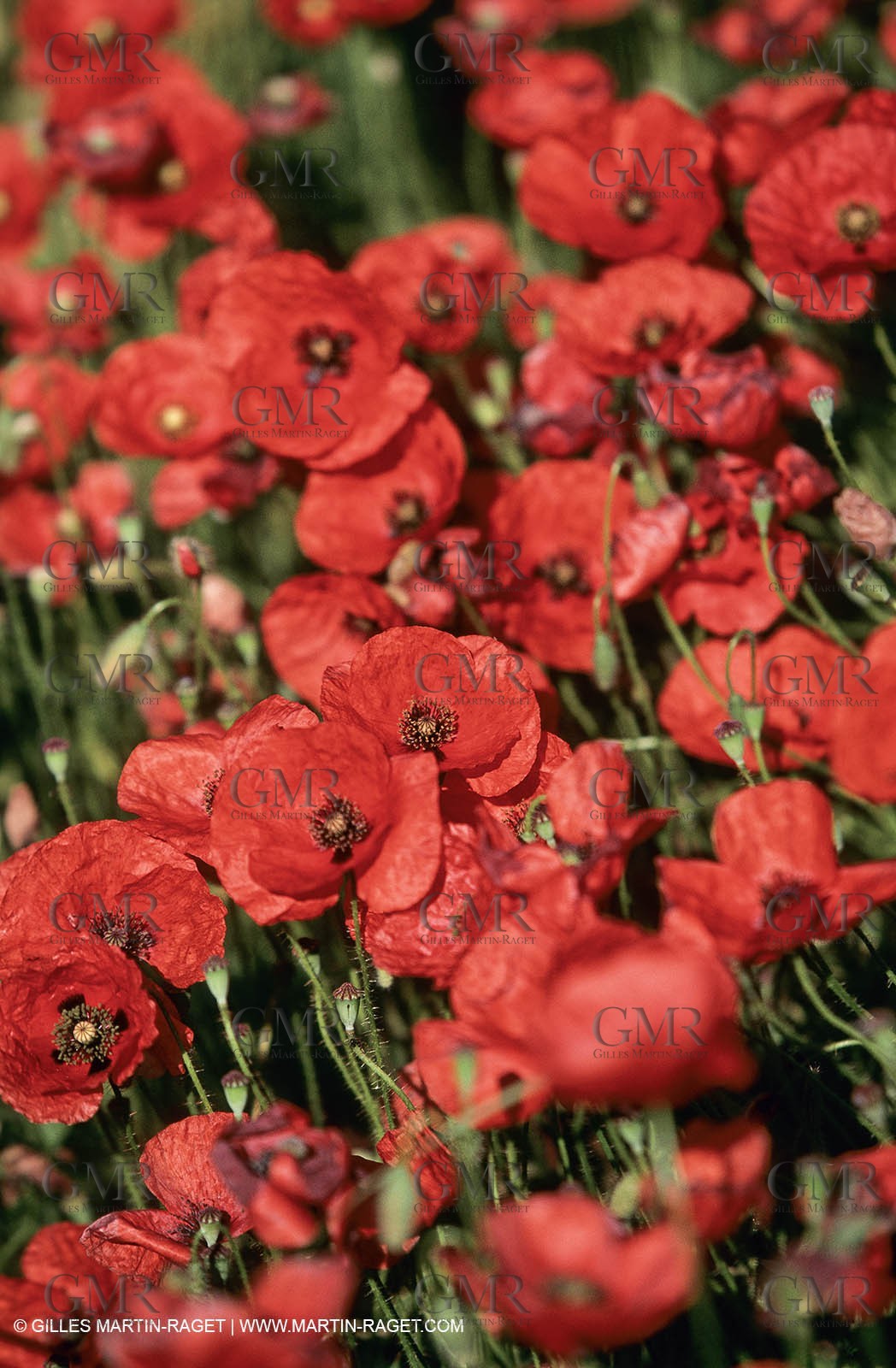 2000-2010- Les Alpilles (FRA,13) - Poppy fields