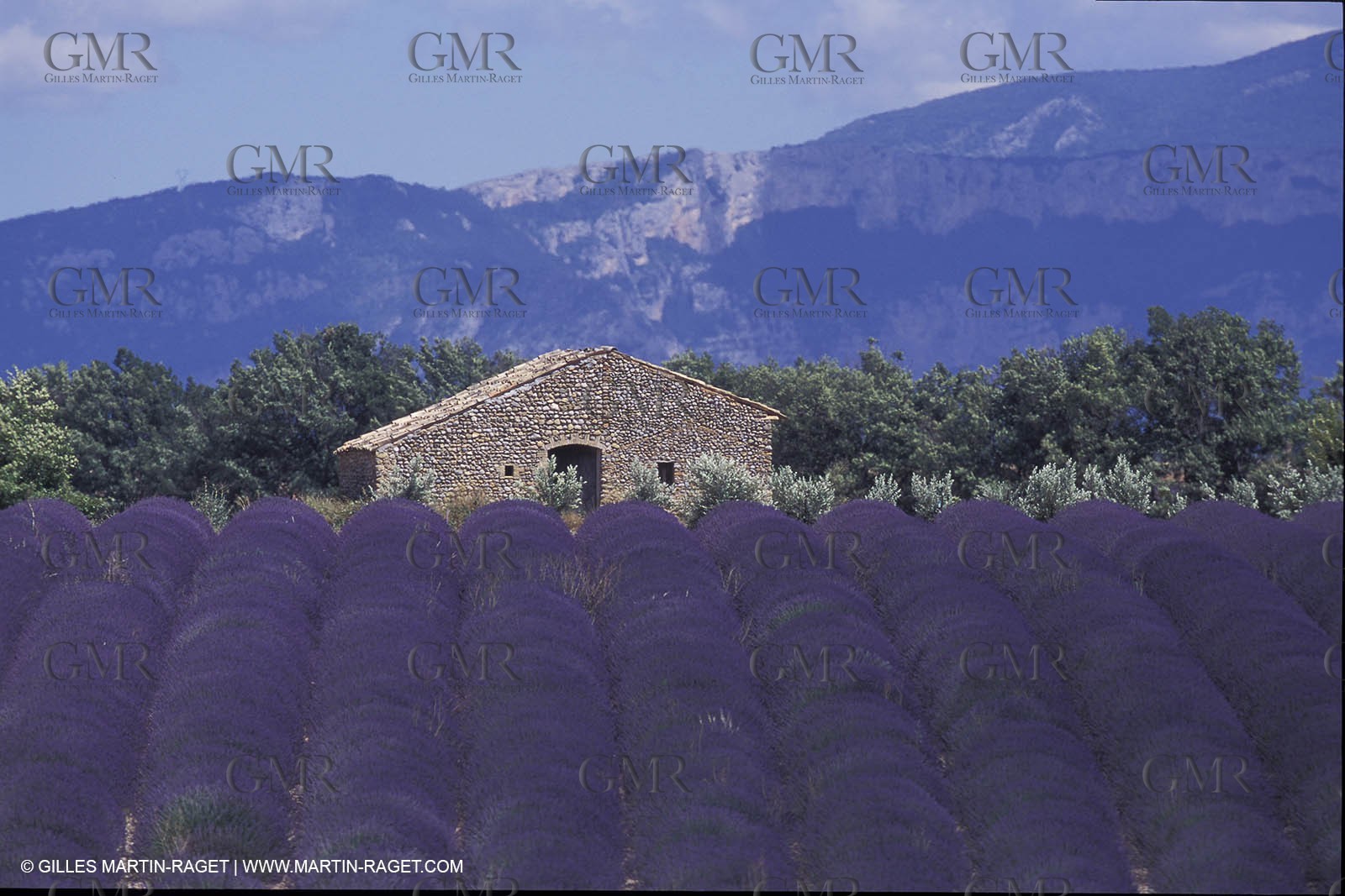 Lavander fields