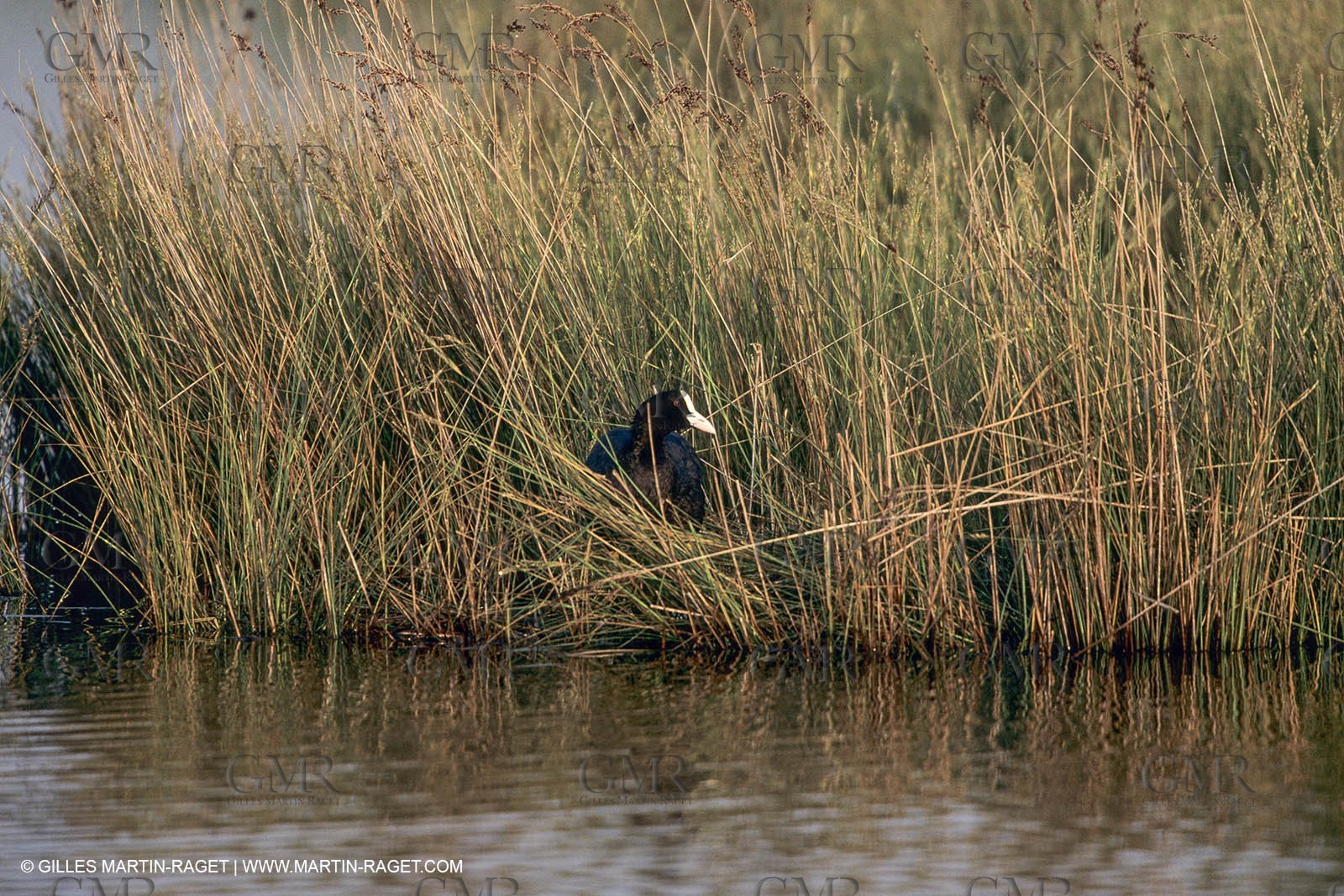 France, Provence, Camargue, Birds