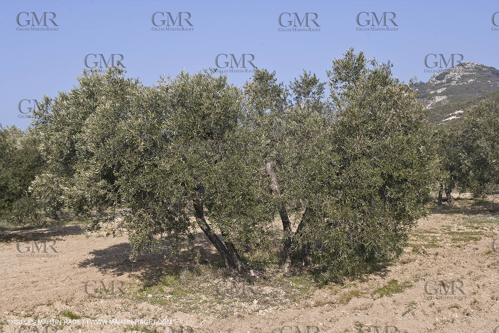 16 02 2008 - Les Baux de Provence (FRA, 13) - Alpilles hills landscapes