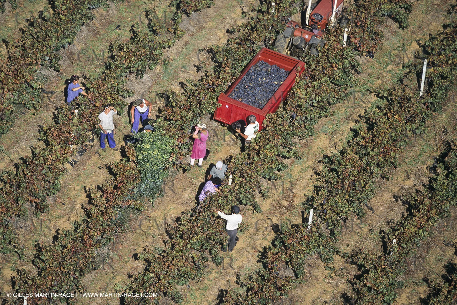 Vin, Vigne , Vendanges, vignification, vignobles, France, Provence, Côte du Rhône, Rosé