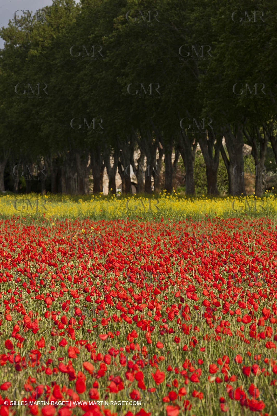 29 04 2012 ( Saint Rémy de Provence (FRA, 13) - Chaîne des Alpilles vers Romanin