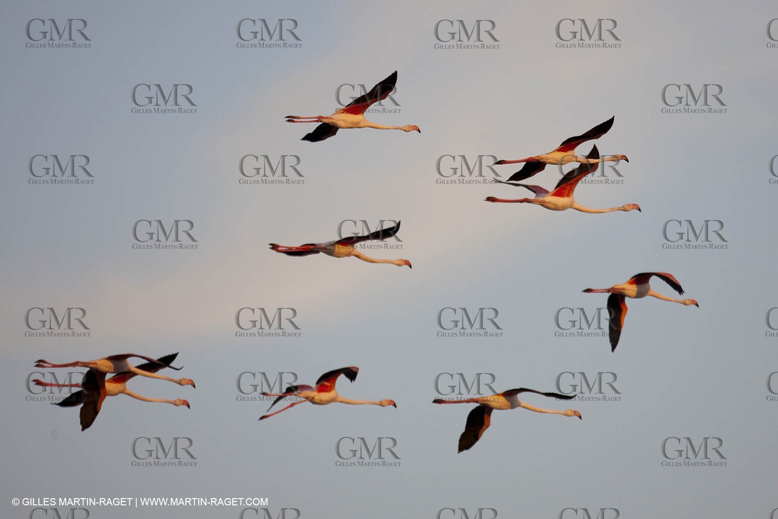 25 05 2011 - Les Saintes Maries de la Mer (FRA,13) - gypsies gathering