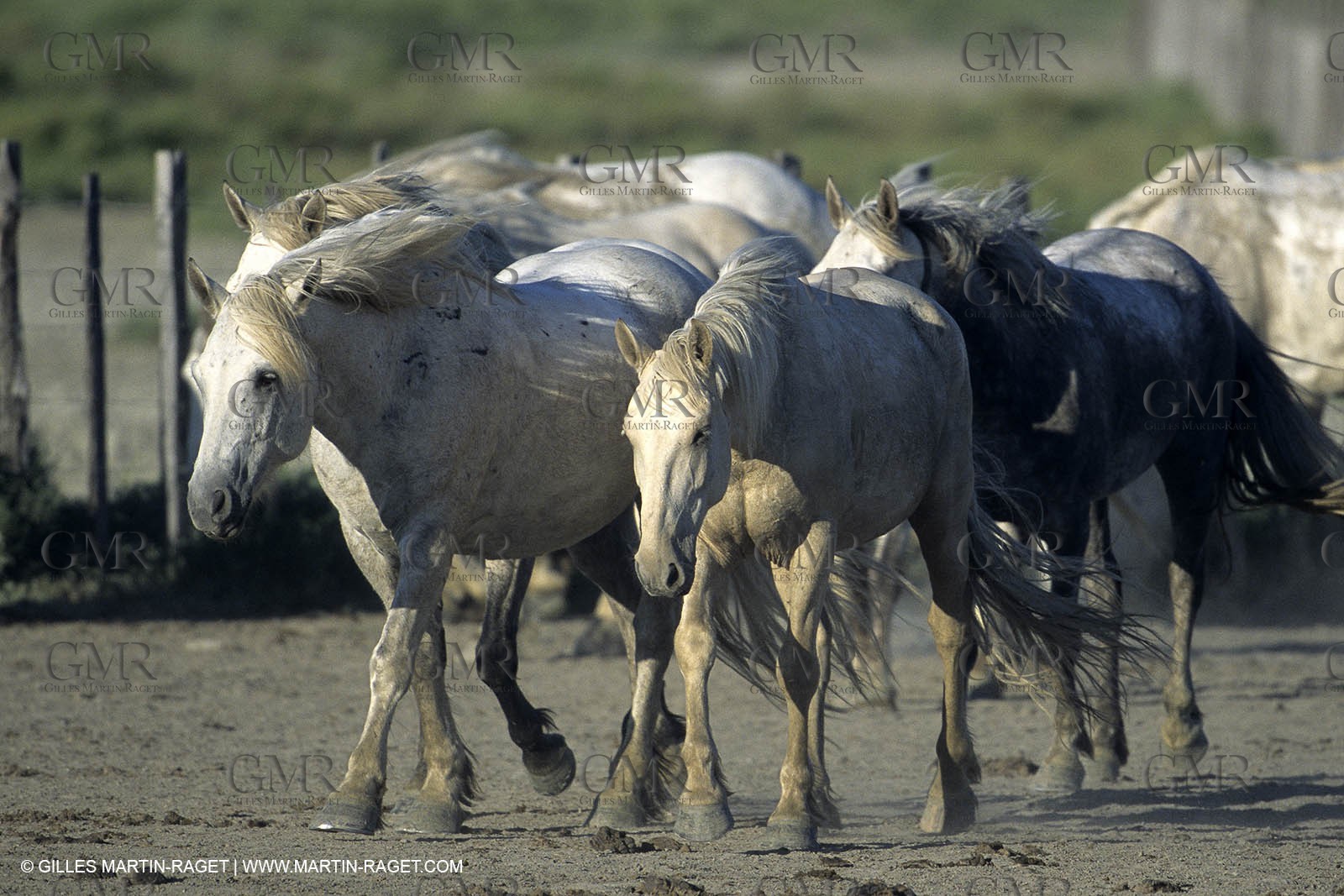 Camargue (FRA,13) - Gardians