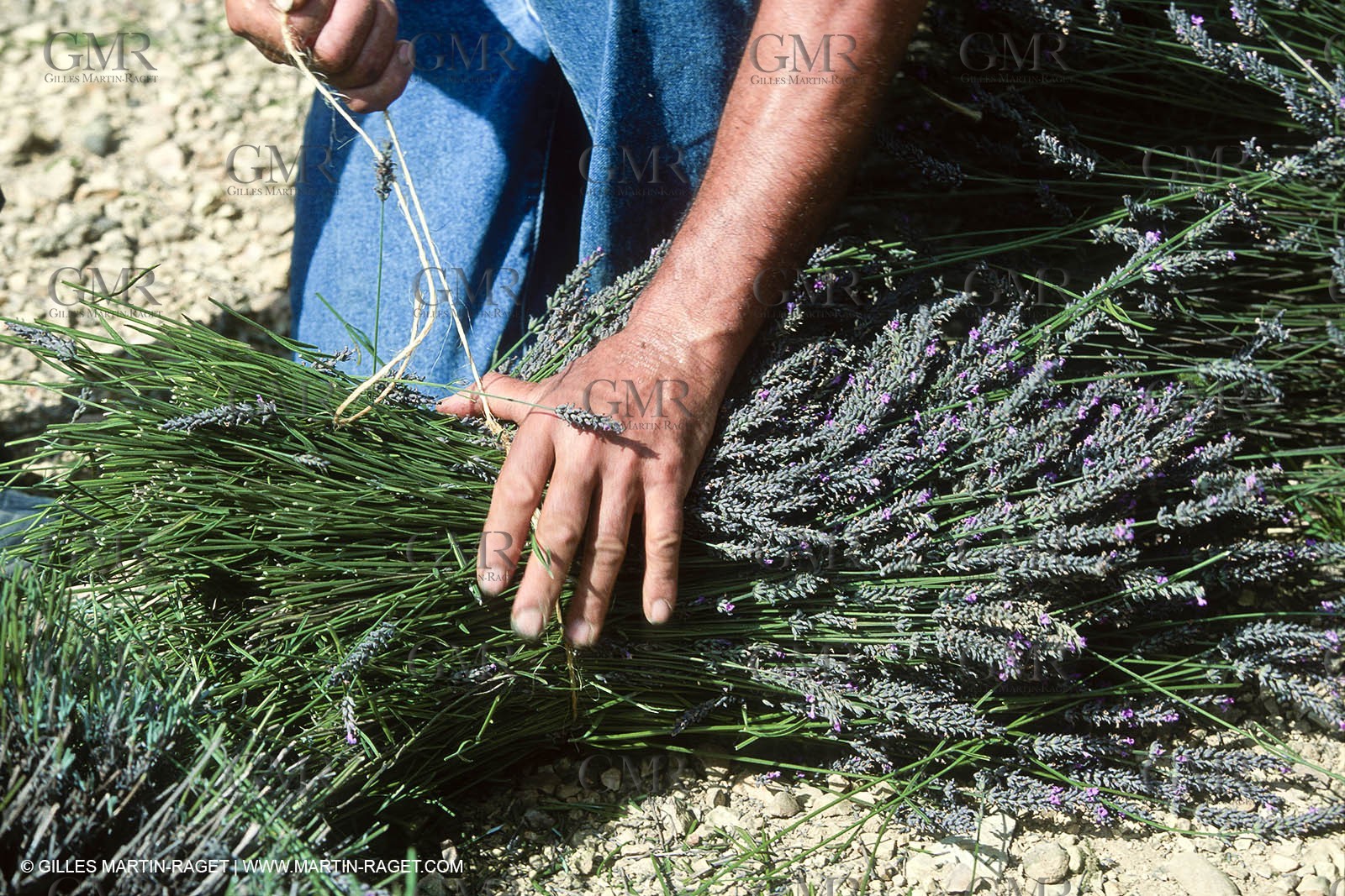 Hgher Provence - Lavender fields