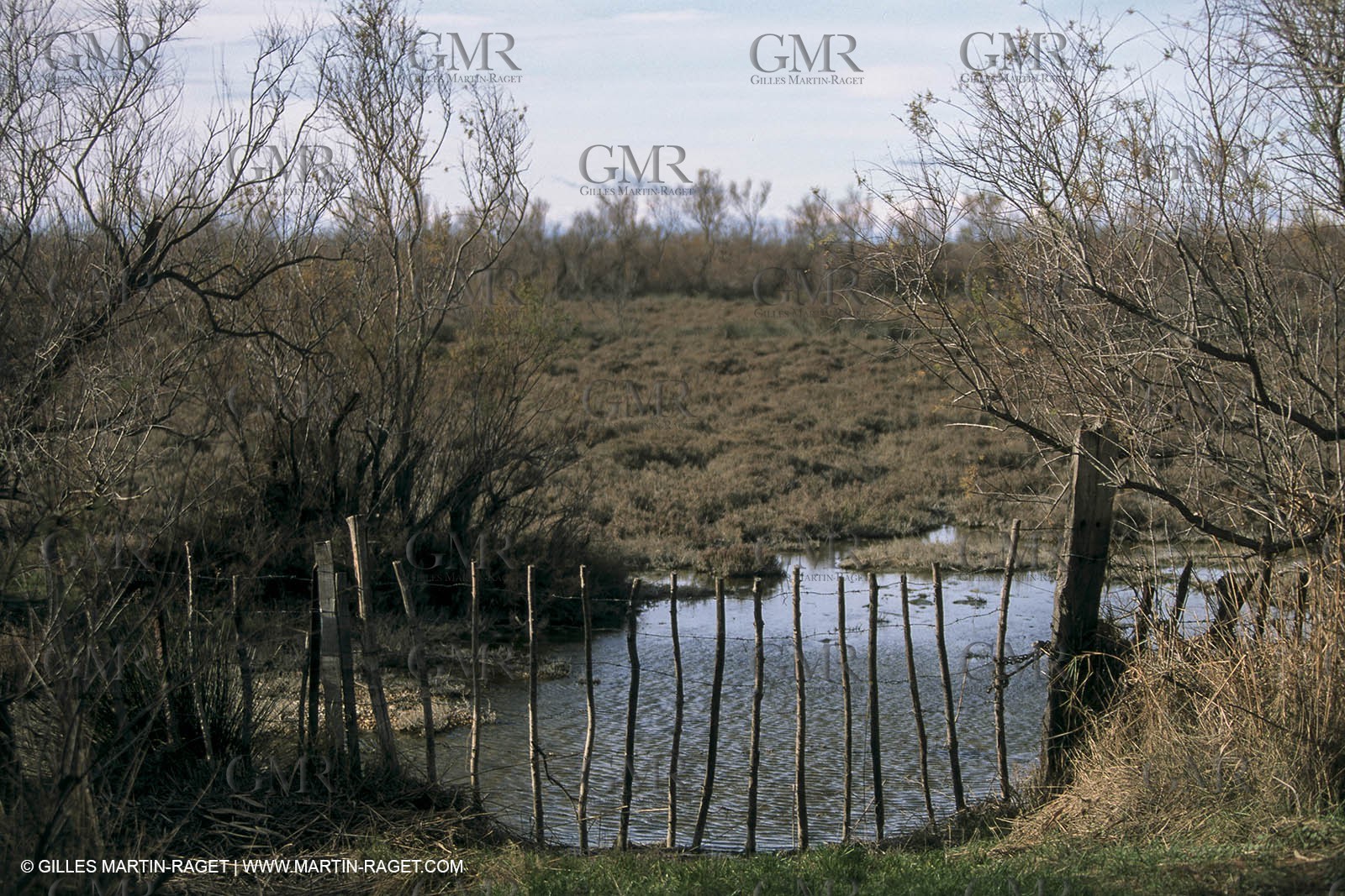 Camargue (FRA,13) - Little Camargue