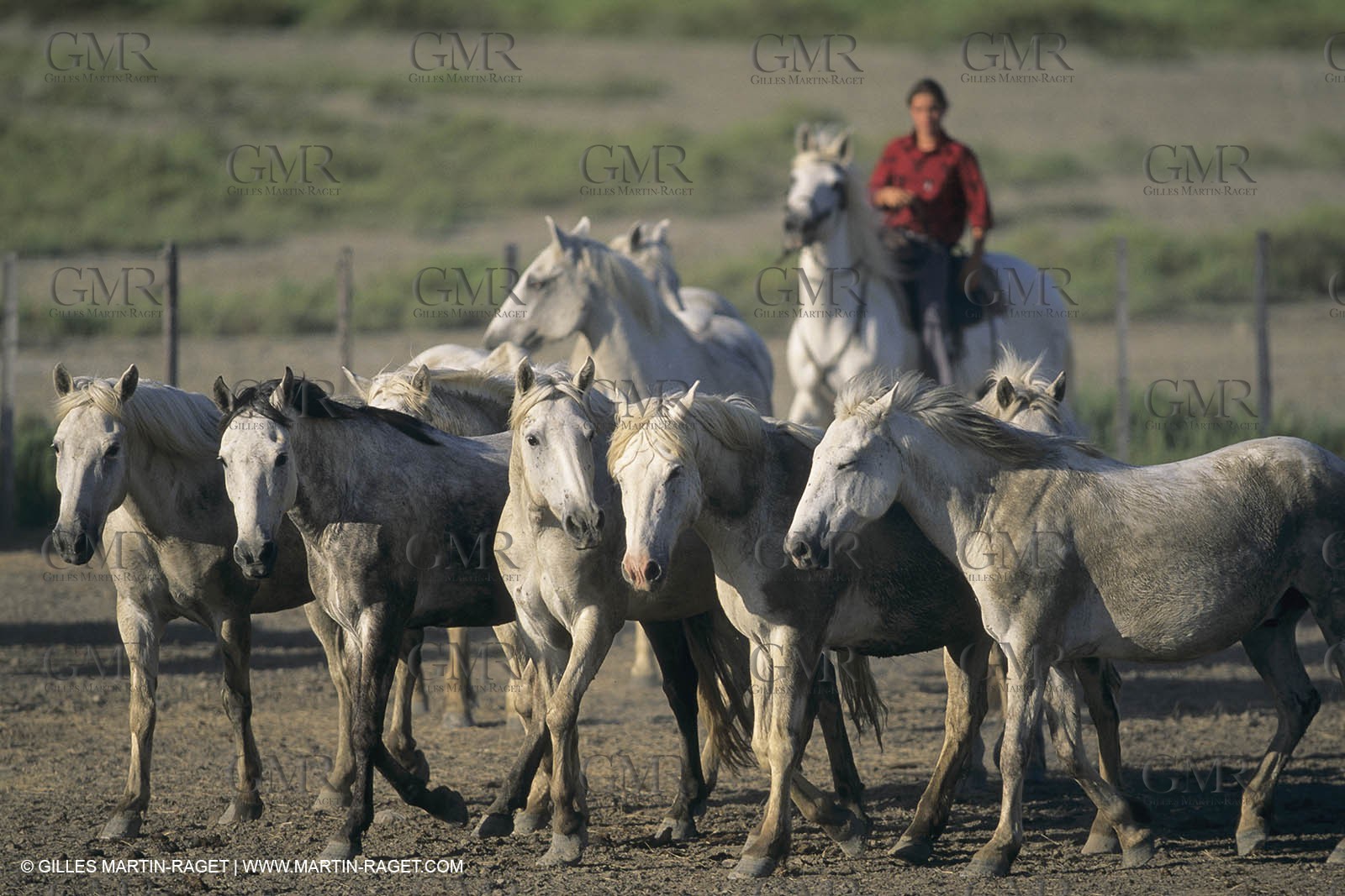 France, Provence, Camargue, Gardians de Camargue, métier, fêtes, élevage, tri