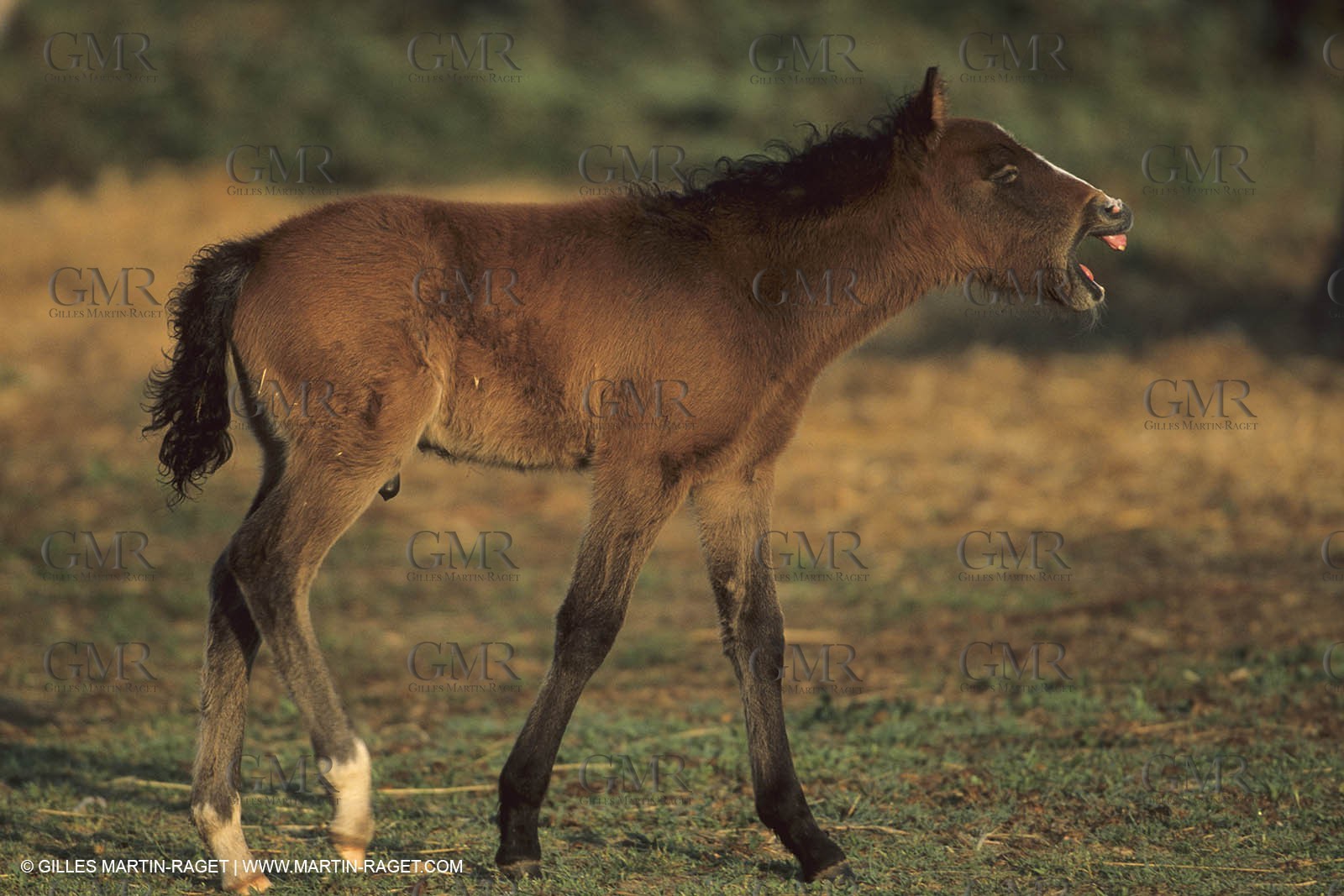 France, Provence, Camargue, White horses from Camargue