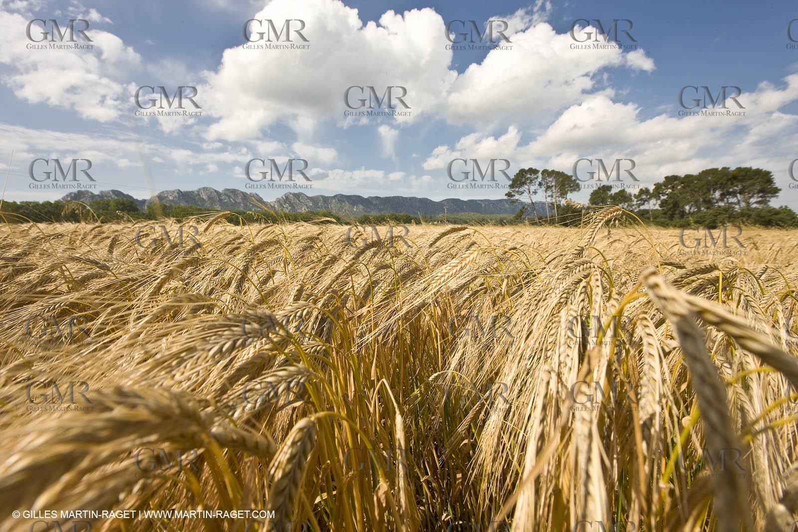 10 06 2008 - Arles and surroundings (FRA, 13) - Vincent Van Gogh south