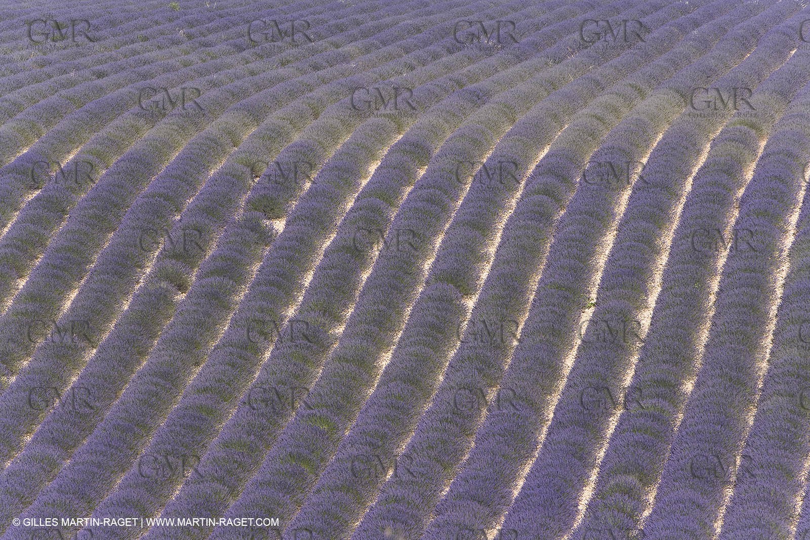 13 08 2007 - Valensole (04) - lavender fields on Valensole plateau