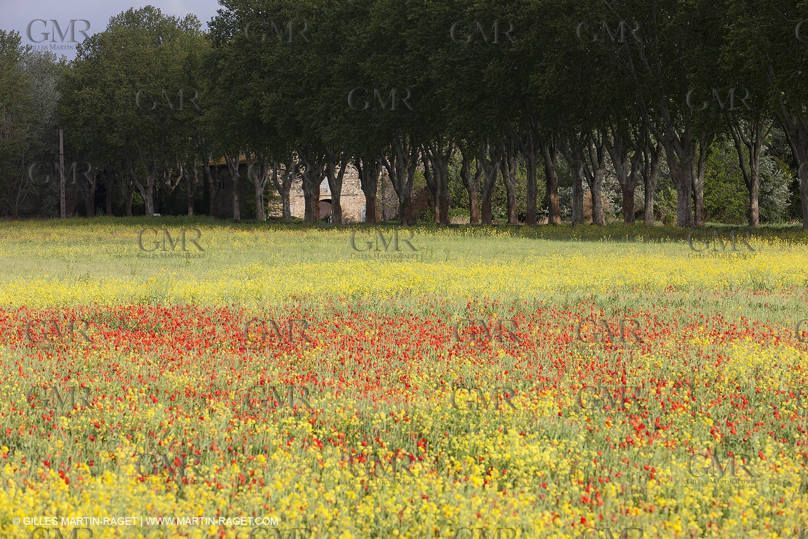29 04 2012 ( Saint Rémy de Provence (FRA, 13) - Chaîne des Alpilles vers Romanin