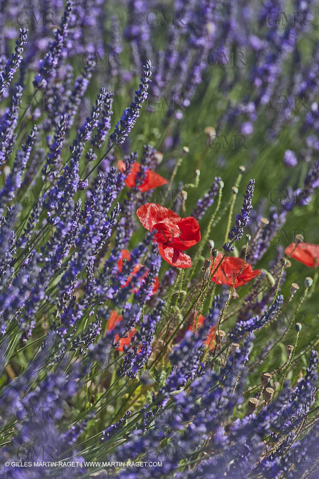 27 06 2011 - Valensole (FRA, 04) - Lavander fields