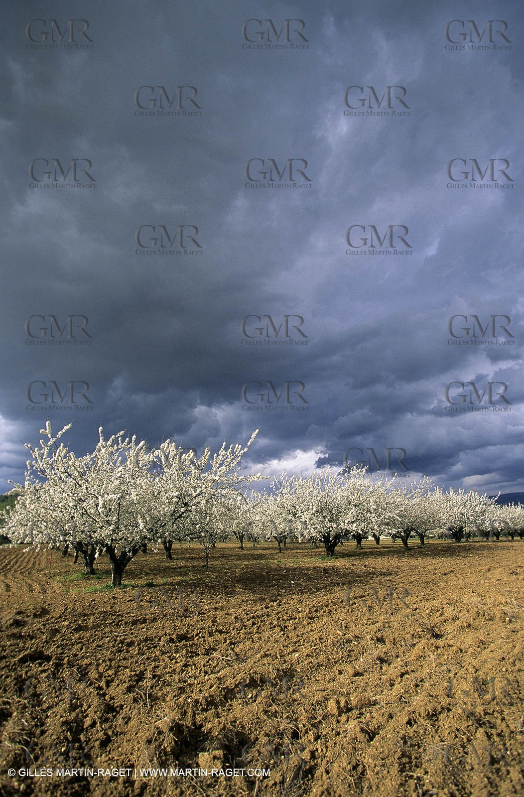 Luberon, Vaucluse (FRA,84) - Fruit trees blooming