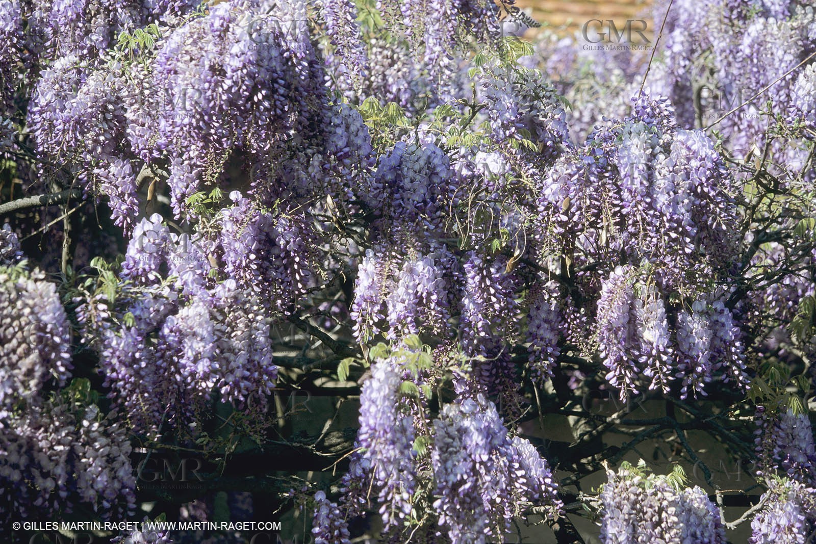 France, Provence, Glyines en fleur