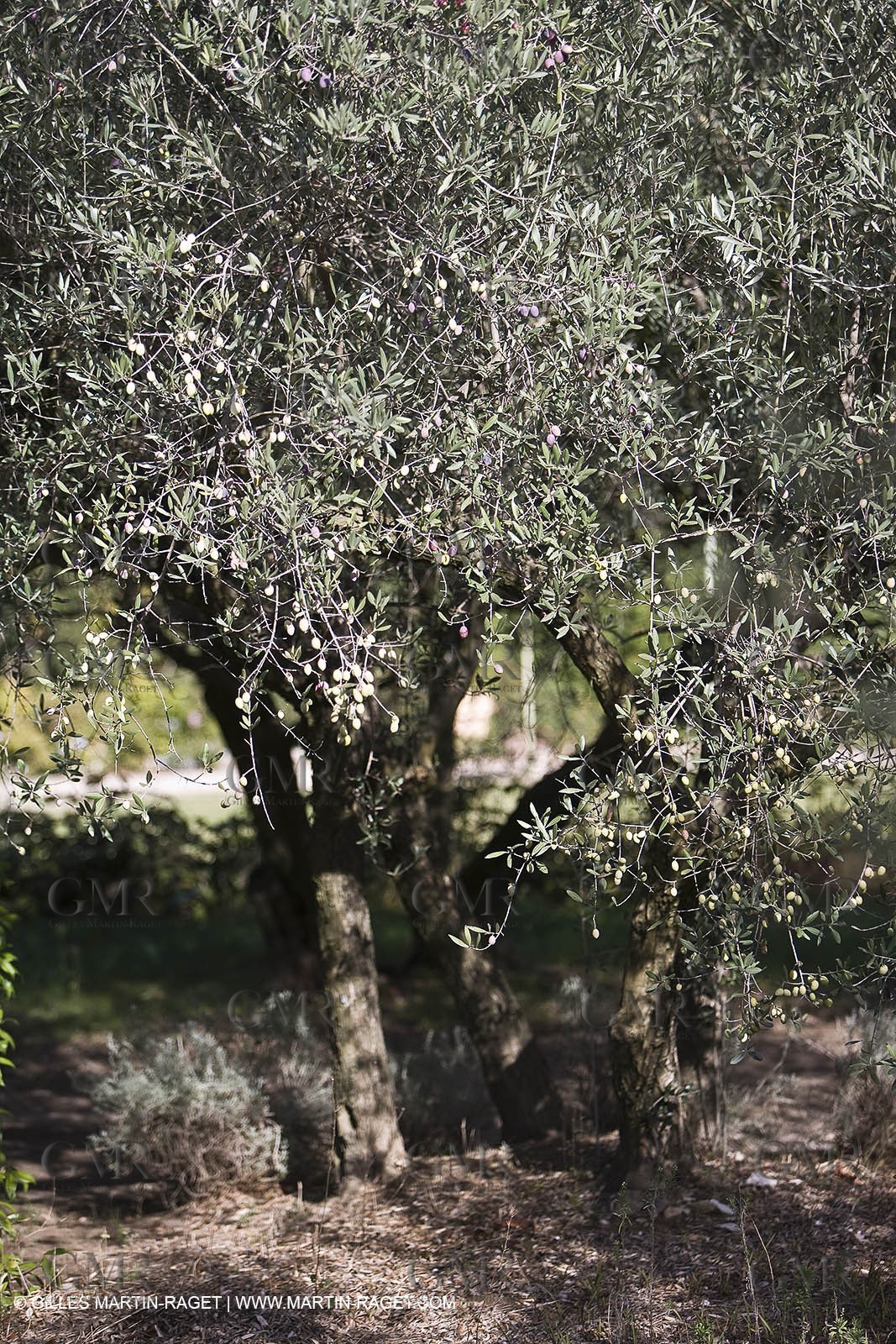 France, Provence, Oliviers, oliveraies, olive trees