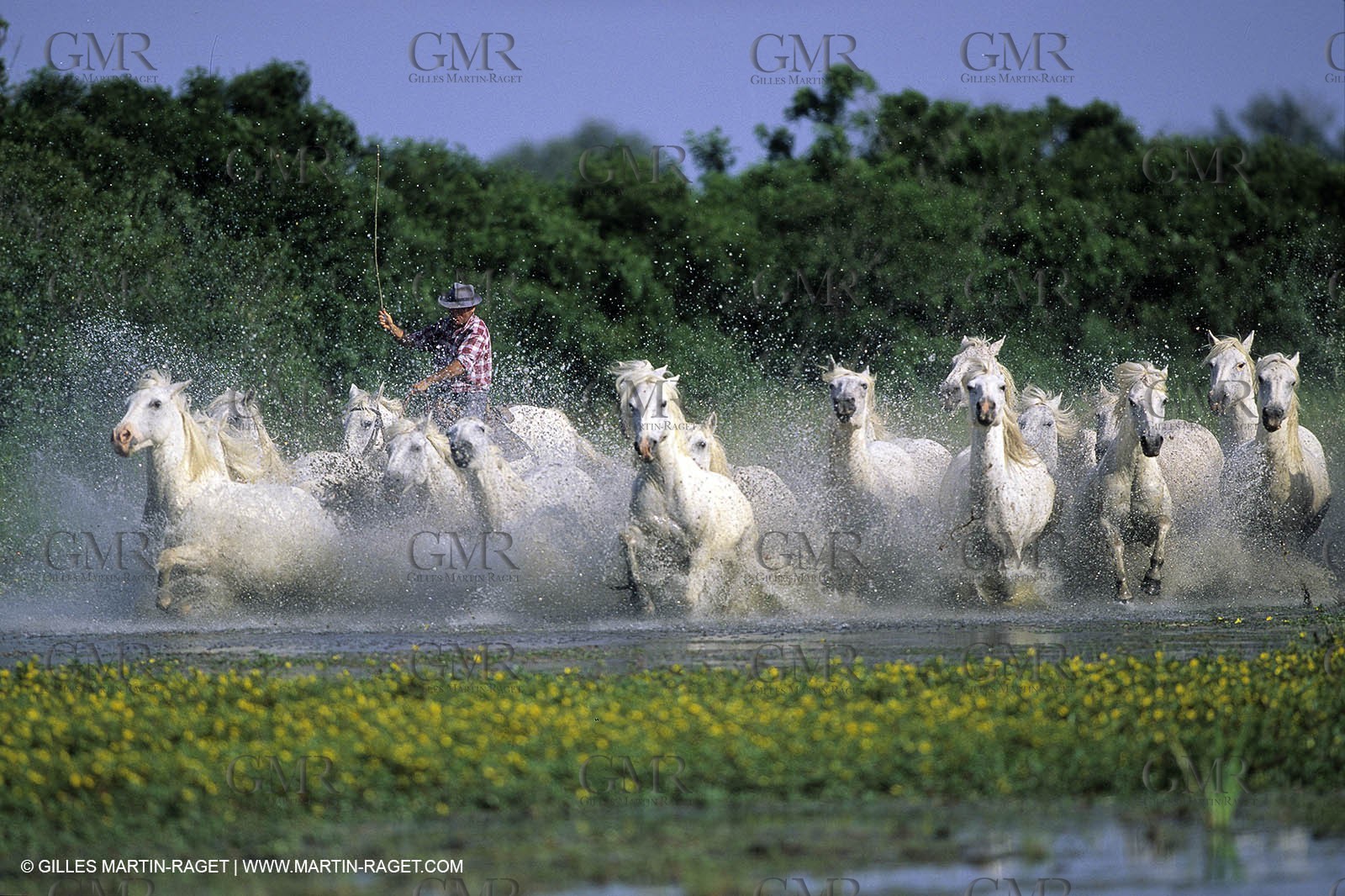 Camargue horses