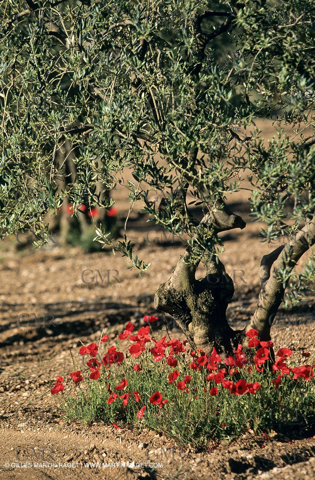 2000-2010- Les Alpilles (FRA,13) - Poppy fields