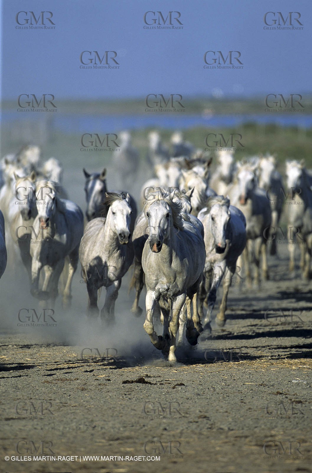 Camargue horses