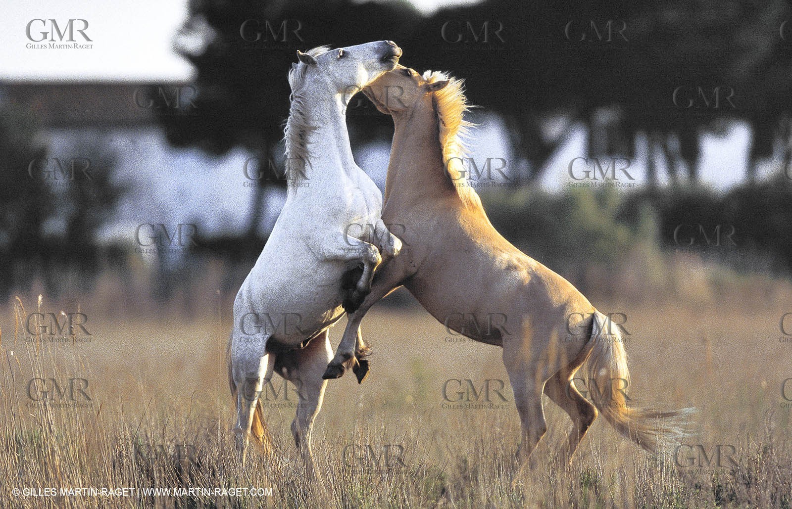 Camargue horses
