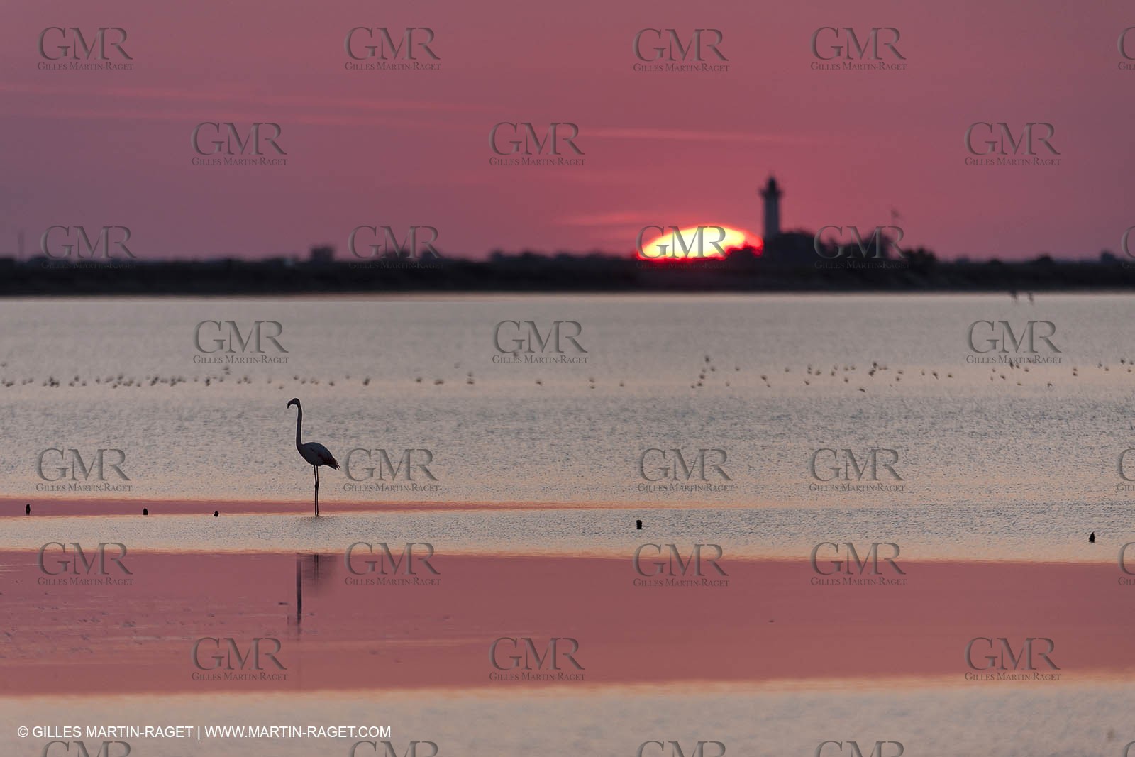 19 04 2011 - Arles (FRA,13) - Pink flamingos in La Gacholle Lighthouse vicinity