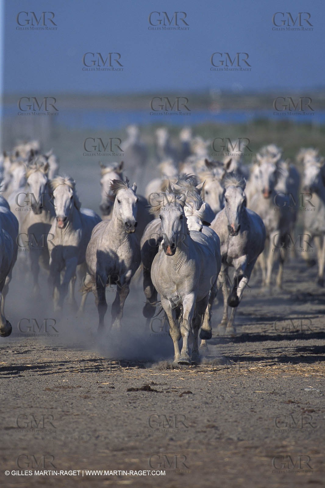 Camargue horses